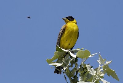 Emberiza melanocephala - Crnoglavi strnad - Black headed bunting