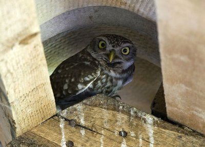 Athene noctua - Cuk - Little owl