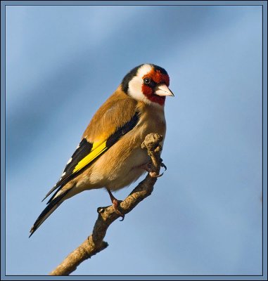 Carduelis carduelis - Liek - Goldfinch