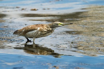 Ardeola ralloides - Copasta caplja - Squacco Heron