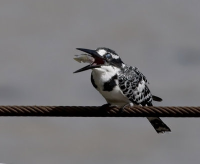 Ceryle rudis - rnobeli pasat - Pied Kingfisher