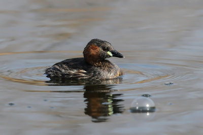 Tachybaptus ruficollis - Mali ponirek - Little grebe