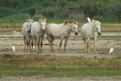 Camargue horse in Nature reserve Isolla della cona