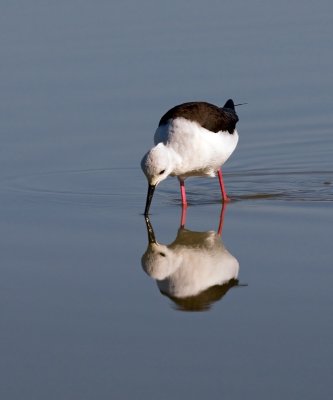 Himantopus himantopus - Polojnik - Black winged stilt