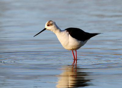 Himantopus himantopus - Polojnik - Black winged stilt
