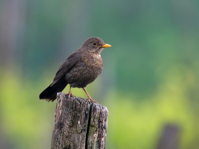 Turdus merula - Kos - Blackbird