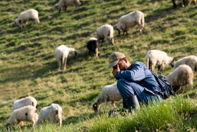 Shepherd - Fruska Gora