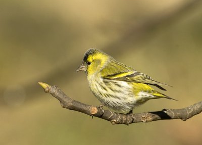 Carduelis spinus - Cizek - Siskin