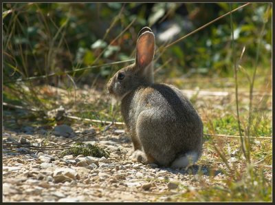 Oryctolagus cuniculus - Divji kunec - European rabbit