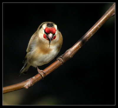 Carduelis carduelis - Liscek - Goldfinch