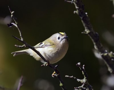 Regulus regulus - Rumenoglavi kraljicek - Goldcrest