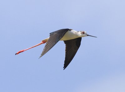 Himantopus himantopus-Polojnik-Black winged stilt