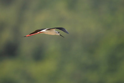 Himantopus himantopus-Polojnik-Black winged stilt