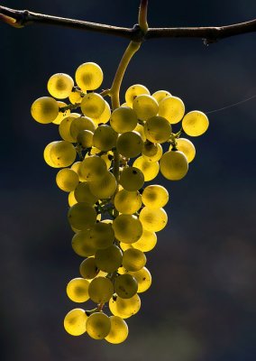 Vino - Wine