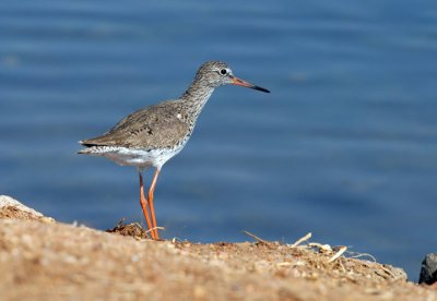 Tringa totanus - Rdecenogi martinec - Redshank