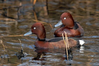 Aythya nyroca - Kostanjevka - Ferruginous duck