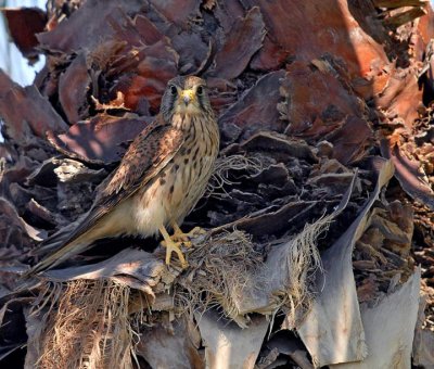 Falco tinnunculus - Navadna postovka - Common cestrel