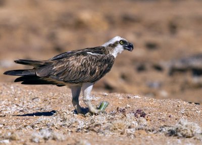 Pandion haliaetus - Ribji orel - Osprey