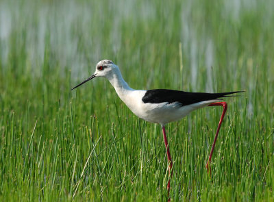 Himantopus himantopus-Polojnik-Black winged stilt