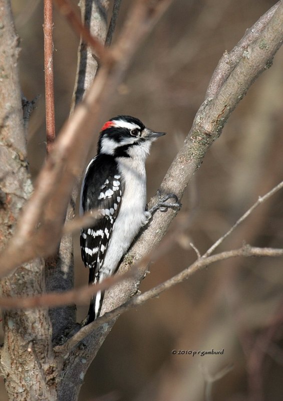 Downy Woodpecker IMG_9934.jpg