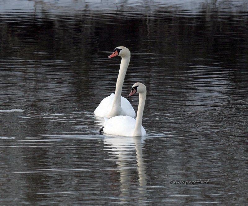 Mute Swans IMG_9354.jpg