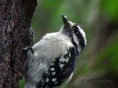 Downy Woodpecker DSCF8771c.jpg