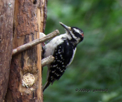 Hairy Woodpecker DSCF8543c.jpg