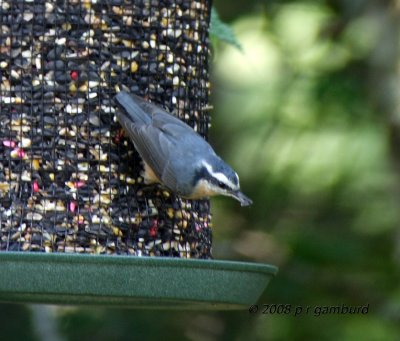 Red-breasted Nuthatch DSCF8444c.jpg