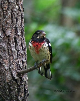 Rose-breasted Grosbeak DSCF8949c.jpg