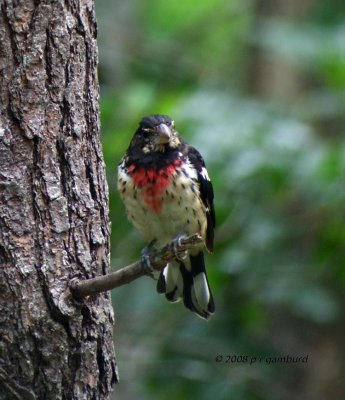 Rose-breasted Grosbeak DSCF8952c.jpg