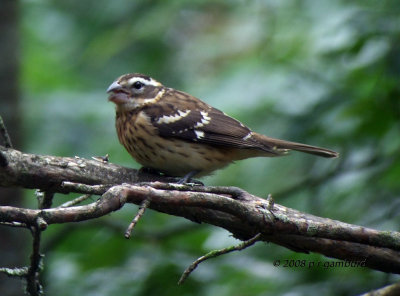 Rose-breasted Grosbeak DSCF8997c.jpg