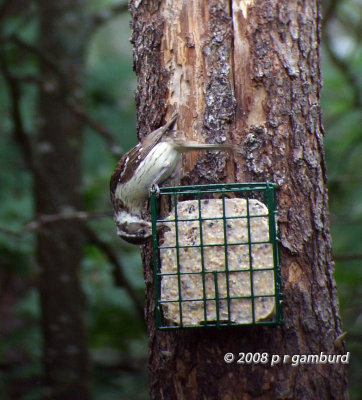 Rose-breasted Grosbeak DSCF9095c.jpg