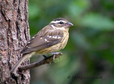 Rose-breasted Grosbeak DSCN6220c.jpg