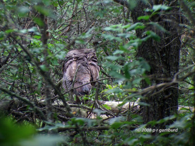 Turkey in the woods DSCF9016c.jpg