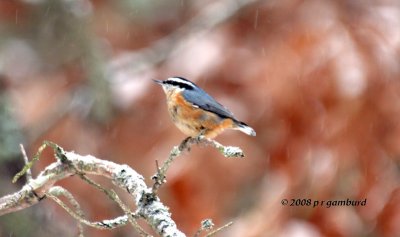 Red-breasted Nuthatch IMG_1650a.jpg