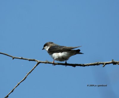 Tree Swallow IMG_1613.jpg
