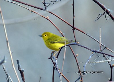 Yellow Warbler IMG_1459.jpg