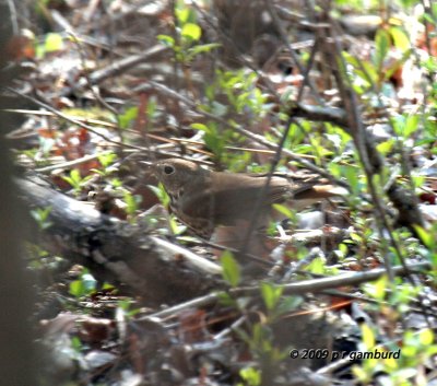 Hermit Thrush IMG_1660.jpg