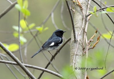 Black-throated Blue Warbler IMG_2110.jpg