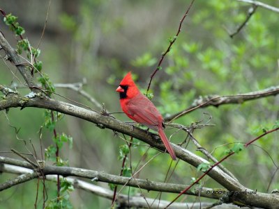 Cardinal IMG_2342.jpg