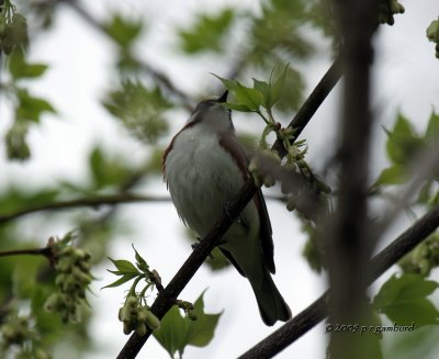 Chestnut-sided Warbler IMG_2148.jpg