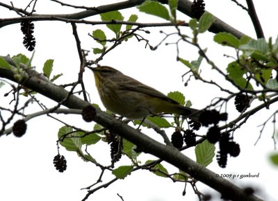 Palm Warbler IMG_2077.jpg