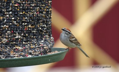 Chipping Sparrow IMG_3601.jpg
