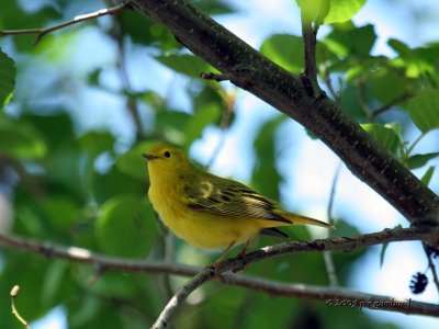 Yellow Warbler IMG_4385.jpg