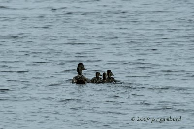 Mallards IMG_1102.jpg