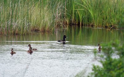 Ring-neck Duck IMG_1212.jpg