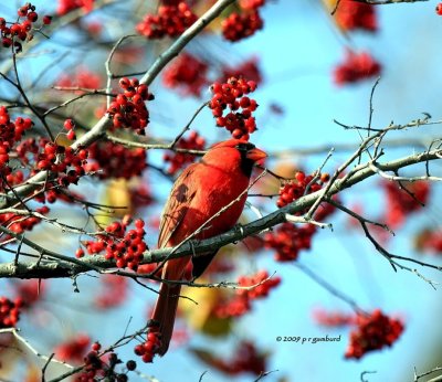 Cardinal IMG_1954.jpg