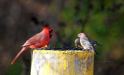 Cardinal Finches Sparrow IMG_1906.jpg