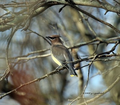 Cedar Waxwing IMG_2167.jpg