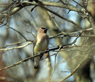 Cedar Waxwing IMG_2171.jpg